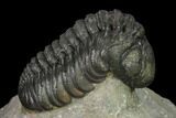 Austerops Trilobite - Nice Eye Facets #137540-5